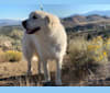 Odin, a Great Pyrenees tested with EmbarkVet.com