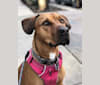 Sansa, a Catahoula Leopard Dog and American Pit Bull Terrier mix tested with EmbarkVet.com