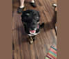 Max, a Bulldog and German Shepherd Dog mix tested with EmbarkVet.com