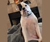 Photo of Faith Gumble, an American Bulldog  in Lorain, Ohio, USA