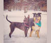 KoKo Bean, an American Pit Bull Terrier and German Shepherd Dog mix tested with EmbarkVet.com