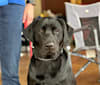Tall Timbers Jake Von Chivas, a Labrador Retriever tested with EmbarkVet.com