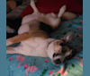 Photo of D'Brickashaw, a German Shepherd Dog, Siberian Husky, and Mixed mix in Arizona, USA