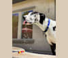 Snoopy, a Great Dane tested with EmbarkVet.com