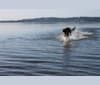 Ducky, a German Shepherd Dog and Rottweiler mix tested with EmbarkVet.com
