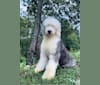 Photo of Agnes, an Old English Sheepdog  in Eckert, Orchard City, CO, USA