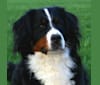 Jlo, a Bernese Mountain Dog tested with EmbarkVet.com