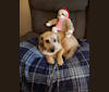 Edith May, a Poodle (Small) and Labrador Retriever mix tested with EmbarkVet.com
