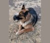 Tristan, a German Shepherd Dog and Golden Retriever mix tested with EmbarkVet.com