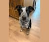 Photo of Theo, an Australian Cattle Dog, Border Collie, and Mixed mix in Carrollton, TX, USA