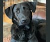Koda, a German Shepherd Dog and Labrador Retriever mix tested with EmbarkVet.com
