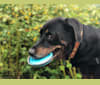 Gia, a Rottweiler and English Springer Spaniel mix tested with EmbarkVet.com