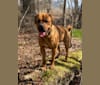 Photo of Roscoe, a Dogue de Bordeaux and Rottweiler mix in Longview, TX, USA