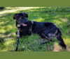 Edgar, a Labrador Retriever and German Shepherd Dog mix tested with EmbarkVet.com