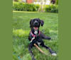Scout, a Pointer and Boston Terrier mix tested with EmbarkVet.com