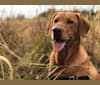 Boon, a Labrador Retriever tested with EmbarkVet.com