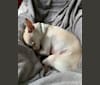 Dali Boi Dogg, a Chihuahua tested with EmbarkVet.com