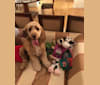 Samson, a Cocker Spaniel and German Shepherd Dog mix tested with EmbarkVet.com