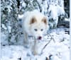 Aspen, a Siberian Husky tested with EmbarkVet.com