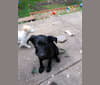 Shadow, a German Shepherd Dog and Belgian Malinois mix tested with EmbarkVet.com