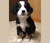 Photo of Nellie, a Bernese Mountain Dog  in Minnesota, USA