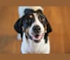 Wren, an American English Coonhound tested with EmbarkVet.com