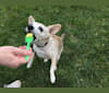 Rufus, a Beagle and Chihuahua mix tested with EmbarkVet.com