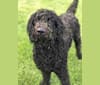Louie, a Goldendoodle tested with EmbarkVet.com