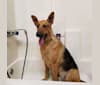 Buzz, a German Shepherd Dog and Doberman Pinscher mix tested with EmbarkVet.com