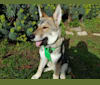 Cassael ( Cass ) a dog tested with EmbarkVet.com