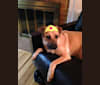 Stella, a Boxer and Labrador Retriever mix tested with EmbarkVet.com