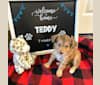 Teddy, a Shih Tzu and Chihuahua mix tested with EmbarkVet.com