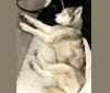 Kana, a Siberian Husky tested with EmbarkVet.com