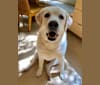 Bean Kotick, a Labrador Retriever tested with EmbarkVet.com