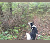 Boomer, a Siberian Husky and Australian Cattle Dog mix tested with EmbarkVet.com