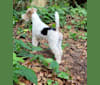 Lani, a Wire Fox Terrier tested with EmbarkVet.com