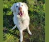 Casper, a Great Pyrenees and Anatolian Shepherd Dog mix tested with EmbarkVet.com