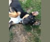 Ellie, an Australian Cattle Dog and Labrador Retriever mix tested with EmbarkVet.com