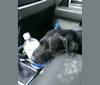 McNulty, a German Shepherd Dog and Miniature Pinscher mix tested with EmbarkVet.com