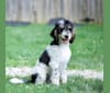 Louie, a Poodle tested with EmbarkVet.com