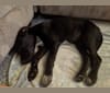 Coco, an Australian Cattle Dog and Labrador Retriever mix tested with EmbarkVet.com