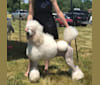 Della Mae, a Poodle (Standard) tested with EmbarkVet.com