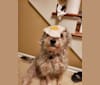 Louis, an Australian Cattle Dog and Miniature Schnauzer mix tested with EmbarkVet.com