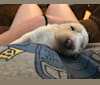 Luna, a Poodle (Standard) tested with EmbarkVet.com