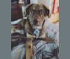 Alder, a Labrador Retriever and American Pit Bull Terrier mix tested with EmbarkVet.com