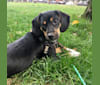 Samson, a Beagle and Rat Terrier mix tested with EmbarkVet.com
