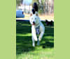 PepperNoodle, a Siberian Husky tested with EmbarkVet.com