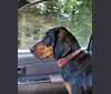 Photo of Raven, an American Leopard Hound  in Laurens, SC, USA