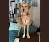 Bonzai, an Arabian Village Dog tested with EmbarkVet.com
