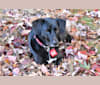 Daisy, a Labrador Retriever and Basset Hound mix tested with EmbarkVet.com